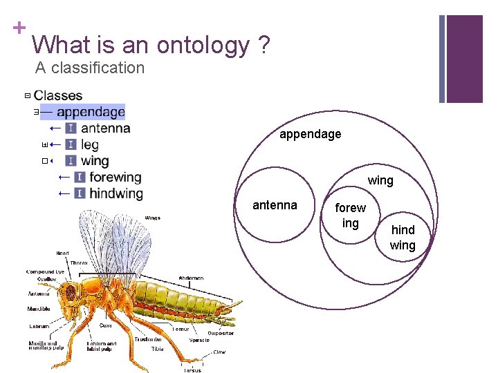 + What is an ontology ? A classification appendage wing antenna forew ing hind