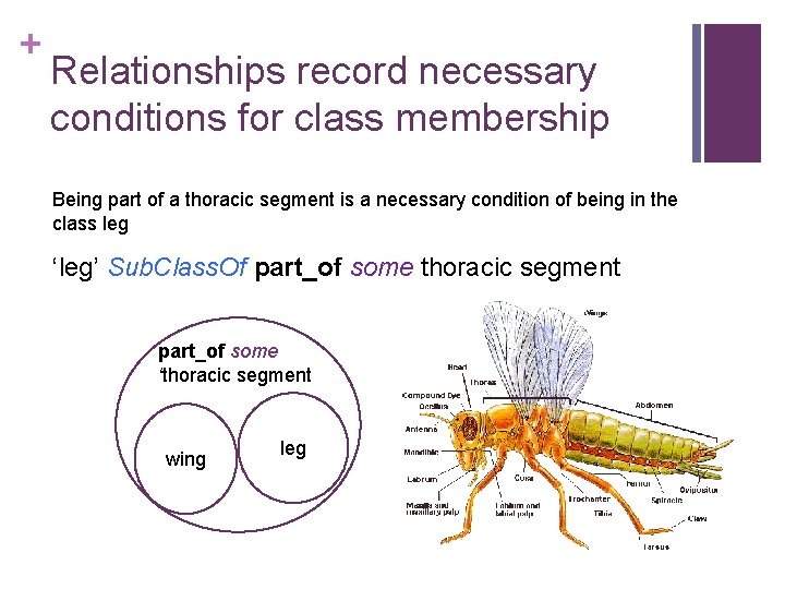 + Relationships record necessary conditions for class membership Being part of a thoracic segment