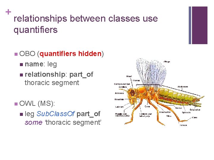 + relationships between classes use quantifiers n OBO (quantifiers hidden) n name: leg n