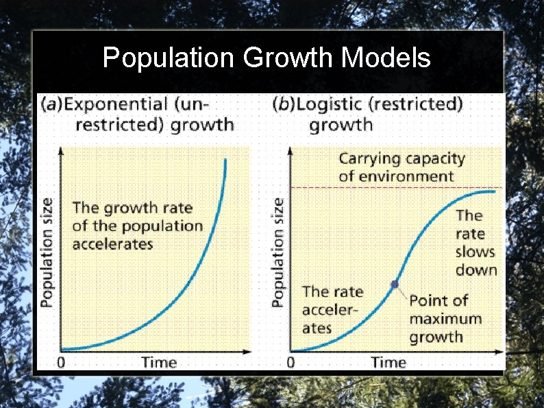 Population Growth Models 