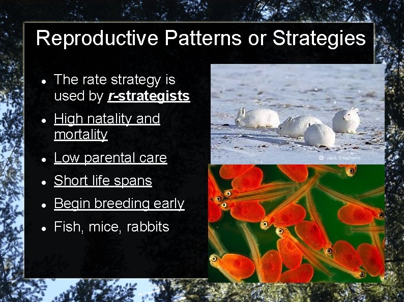 Reproductive Patterns or Strategies The rate strategy is used by r-strategists High natality and