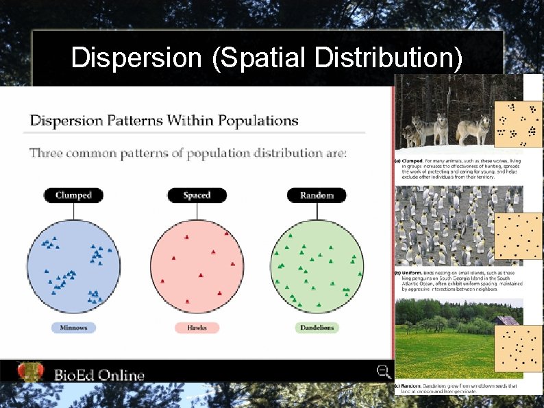 Dispersion (Spatial Distribution) 