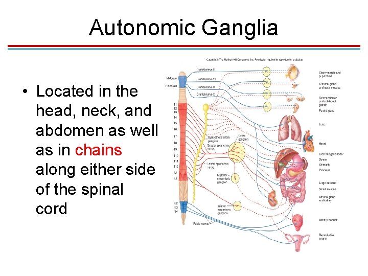 Autonomic Ganglia • Located in the head, neck, and abdomen as well as in