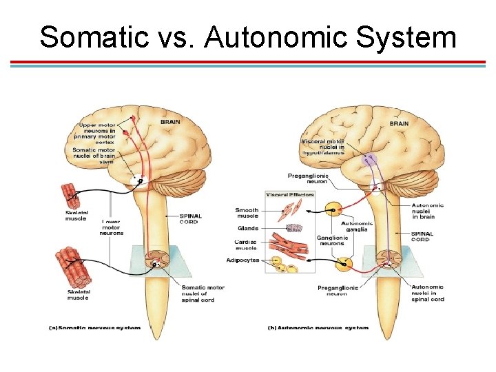 Somatic vs. Autonomic System 