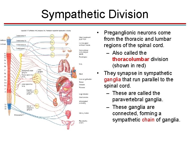 Sympathetic Division • Preganglionic neurons come from the thoracic and lumbar regions of the