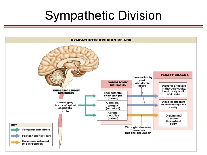 Sympathetic Division 