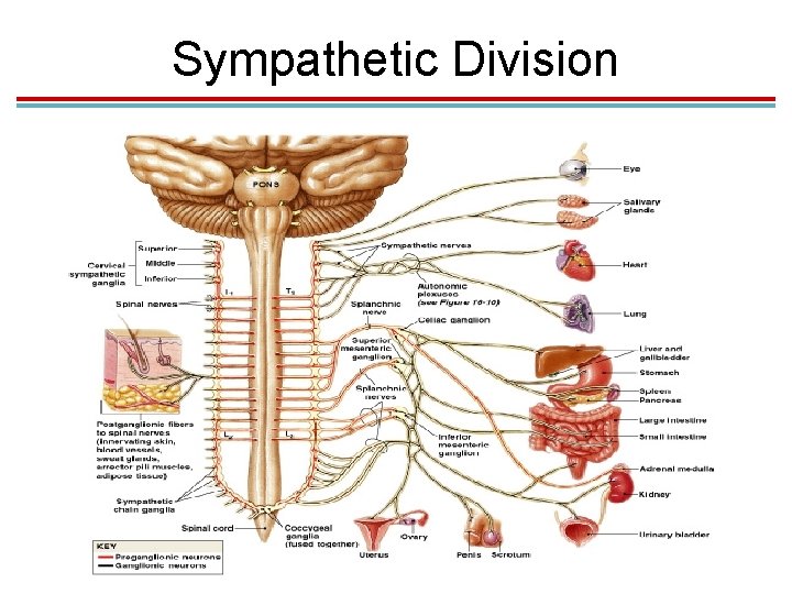 Sympathetic Division 