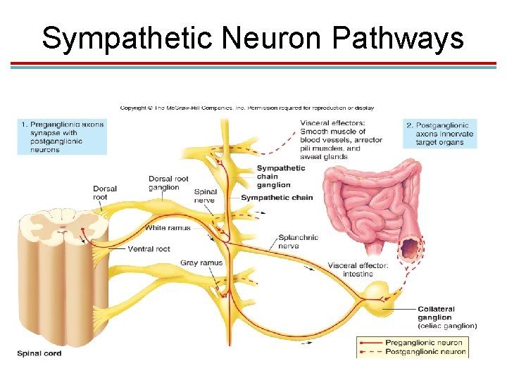 Sympathetic Neuron Pathways 