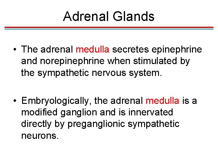 Adrenal Glands • The adrenal medulla secretes epinephrine and norepinephrine when stimulated by the