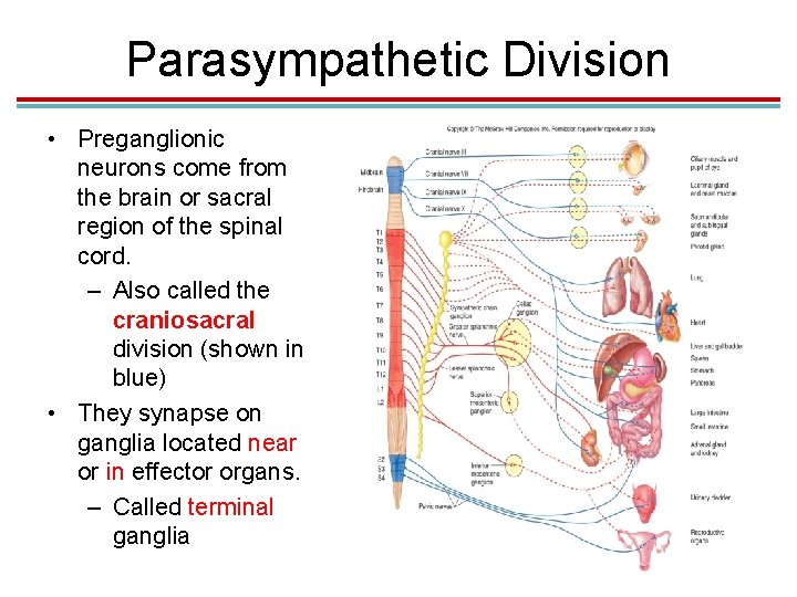 Parasympathetic Division • Preganglionic neurons come from the brain or sacral region of the