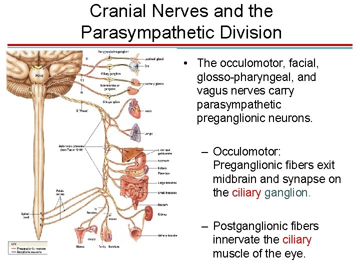 Cranial Nerves and the Parasympathetic Division • The occulomotor, facial, glosso-pharyngeal, and vagus nerves