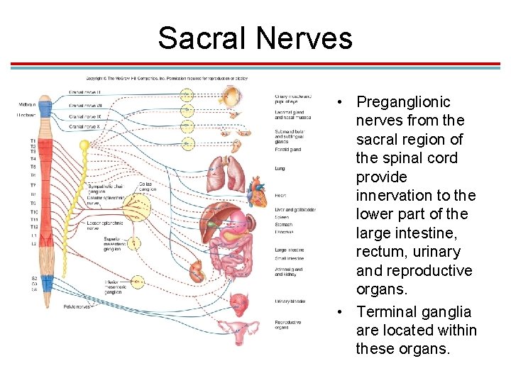 Sacral Nerves • Preganglionic nerves from the sacral region of the spinal cord provide