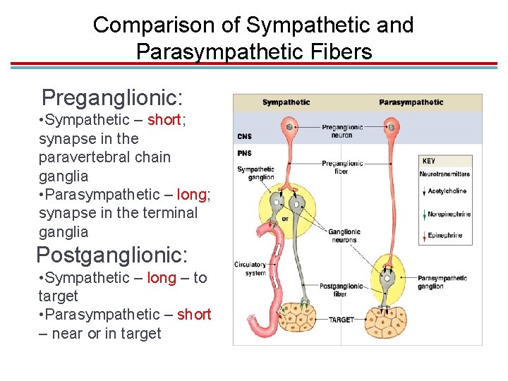 Comparison of Sympathetic and Parasympathetic Fibers Preganglionic: • Sympathetic – short; synapse in the