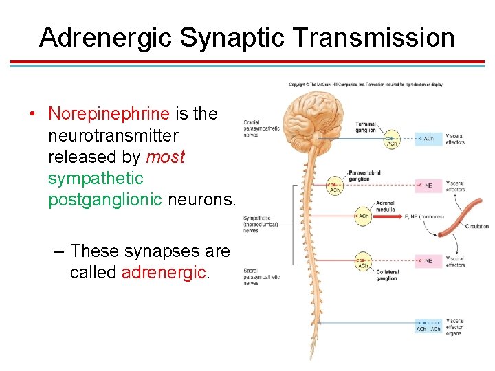 Adrenergic Synaptic Transmission • Norepinephrine is the neurotransmitter released by most sympathetic postganglionic neurons.
