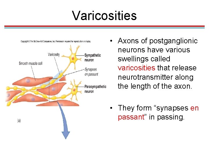 Varicosities • Axons of postganglionic neurons have various swellings called varicosities that release neurotransmitter