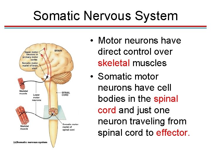 Somatic Nervous System • Motor neurons have direct control over skeletal muscles • Somatic