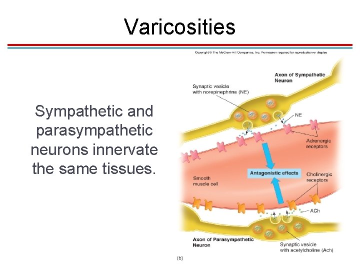 Varicosities Sympathetic and parasympathetic neurons innervate the same tissues. 