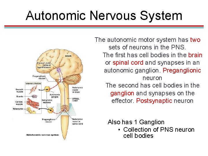 Autonomic Nervous System The autonomic motor system has two sets of neurons in the