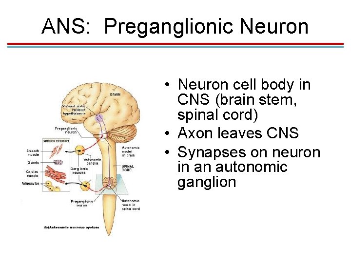 ANS: Preganglionic Neuron • Neuron cell body in CNS (brain stem, spinal cord) •