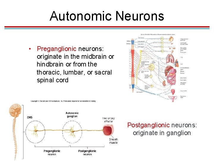 Autonomic Neurons • Preganglionic neurons: originate in the midbrain or hindbrain or from the