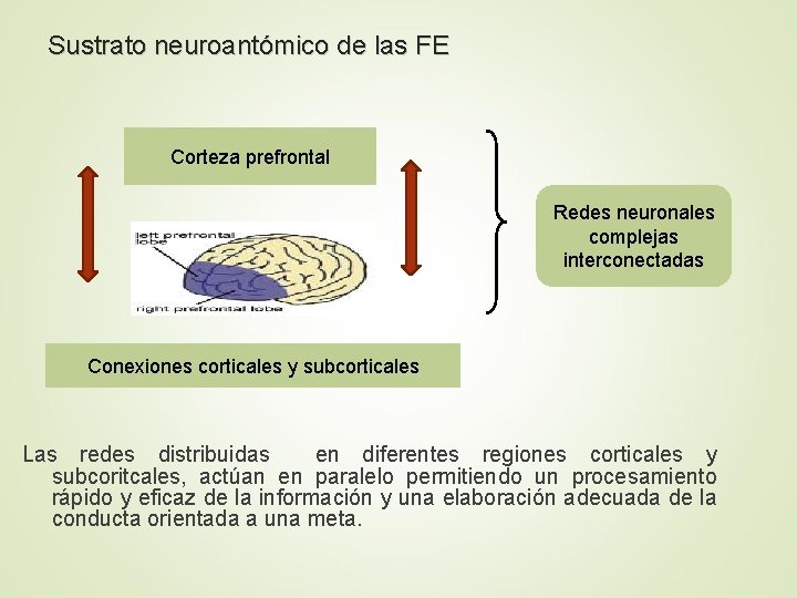 Sustrato neuroantómico de las FE Corteza prefrontal Redes neuronales complejas interconectadas Conexiones corticales y
