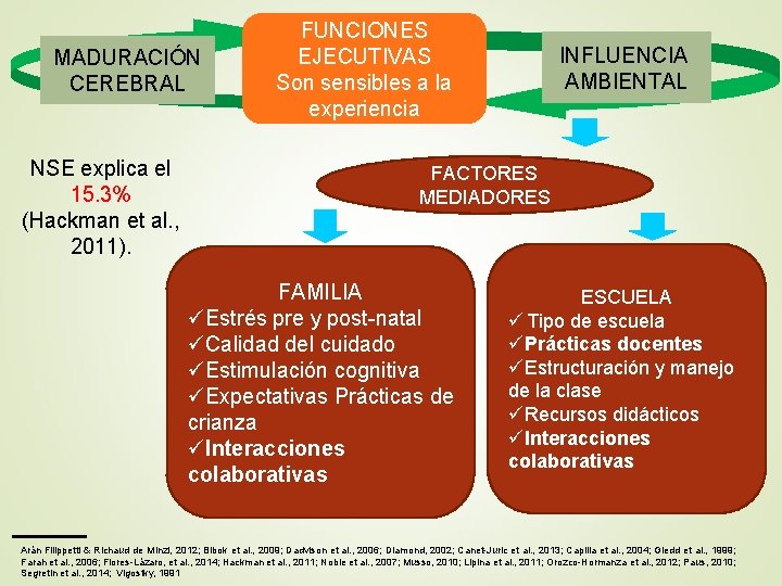 MADURACIÓN CEREBRAL NSE explica el 15. 3% (Hackman et al. , 2011). FUNCIONES EJECUTIVAS