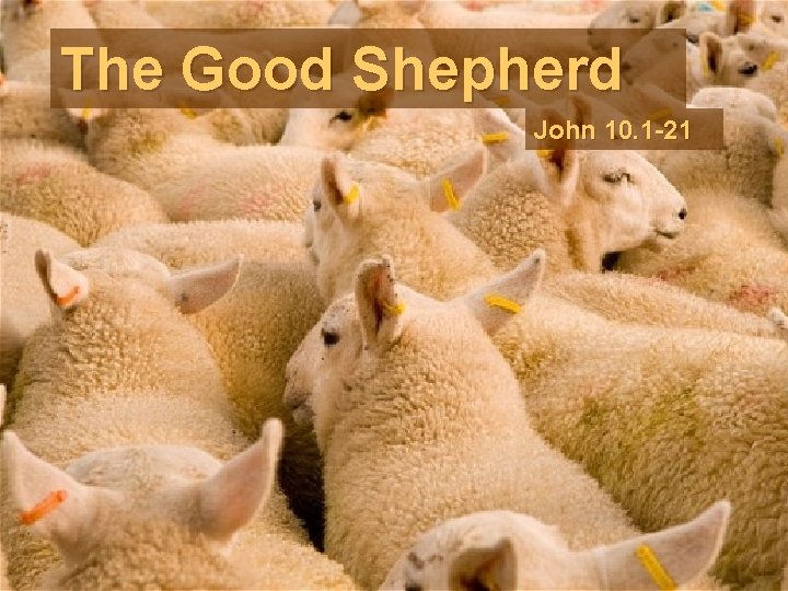 The Good Shepherd John 10. 1 -21 