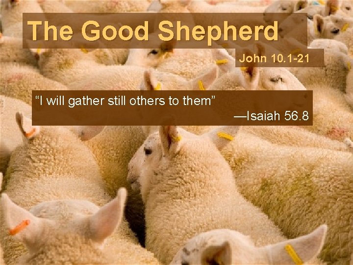 The Good Shepherd John 10. 1 -21 “I will gather still others to them”