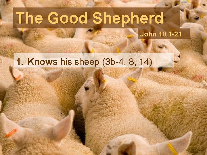 The Good Shepherd John 10. 1 -21 1. Knows his sheep (3 b-4, 8,