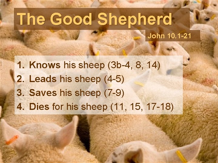 The Good Shepherd John 10. 1 -21 1. 2. 3. 4. Knows his sheep