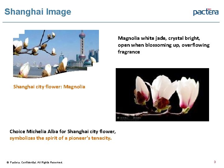 Shanghai Image Magnolia white jade, crystal bright, open when blossoming up, overflowing fragrance Shanghai