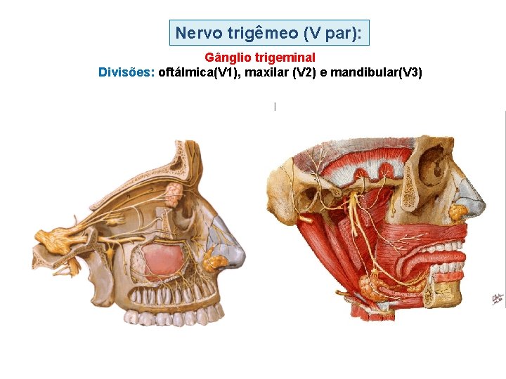 Nervo trigêmeo (V par): Gânglio trigeminal Divisões: oftálmica(V 1), maxilar (V 2) e mandibular(V