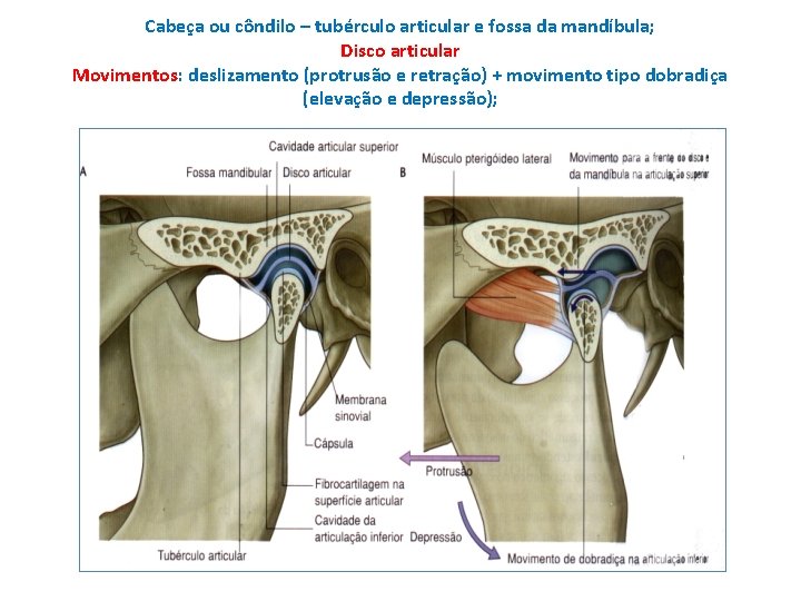 Cabeça ou côndilo – tubérculo articular e fossa da mandíbula; Disco articular Movimentos: deslizamento
