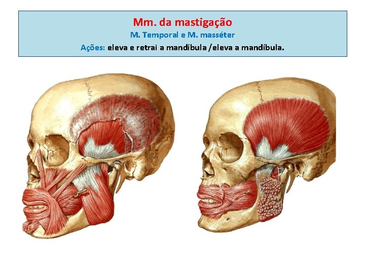 Mm. da mastigação M. Temporal e M. masséter Ações: eleva e retrai a mandíbula