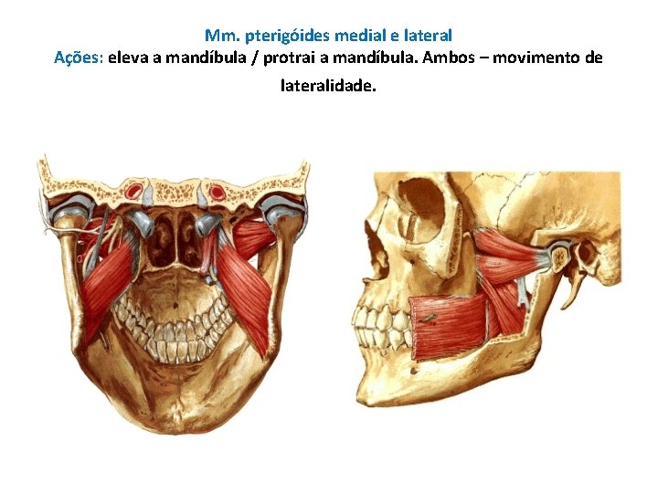 Mm. pterigóides medial e lateral Ações: eleva a mandíbula / protrai a mandíbula. Ambos