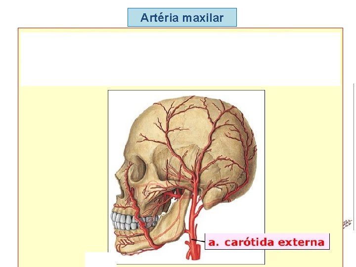 Artéria maxilar Ramos musculares (massetérico, temporal profundo e pterigóideo) 