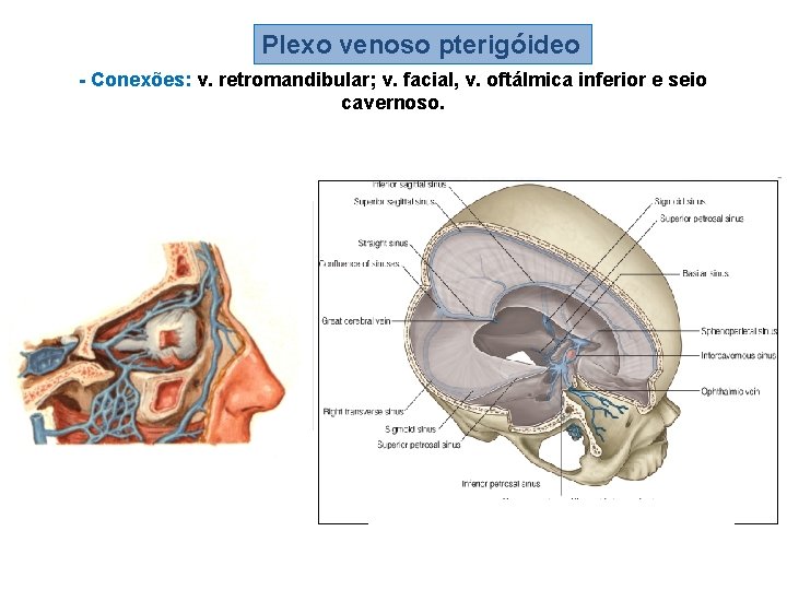 Plexo venoso pterigóideo - Conexões: v. retromandibular; v. facial, v. oftálmica inferior e seio