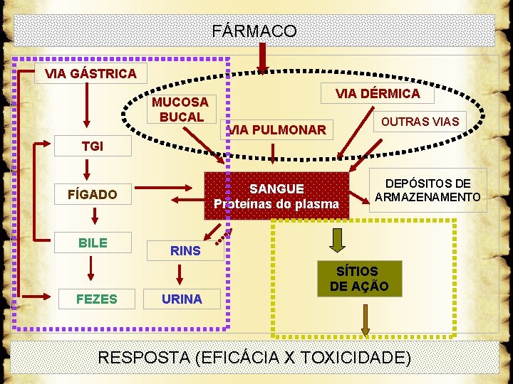 FÁRMACO VIA GÁSTRICA MUCOSA BUCAL VIA DÉRMICA OUTRAS VIA PULMONAR TGI SANGUE Proteínas do