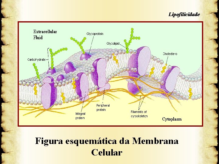 Lipofilicidade 5. Membrana Celular Figura esquemática da Membrana Celular 