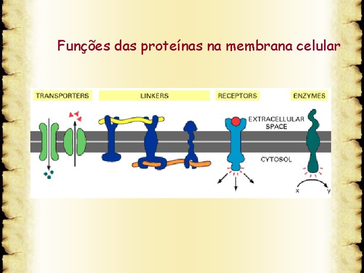 Funções das proteínas na membrana celular 