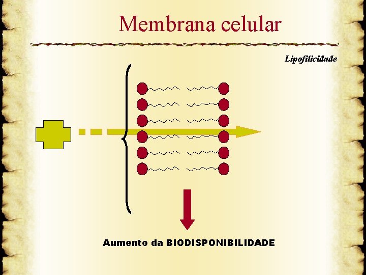 Membrana celular Lipofilicidade Aumento da BIODISPONIBILIDADE 
