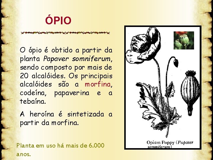 ÓPIO O ópio é obtido a partir da planta Papaver somniferum, sendo composto por