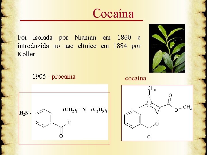 Cocaína Foi isolada por Nieman em 1860 e introduzida no uso clínico em 1884