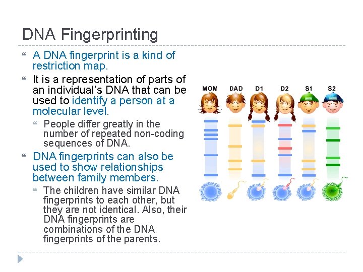 DNA Fingerprinting A DNA fingerprint is a kind of restriction map. It is a