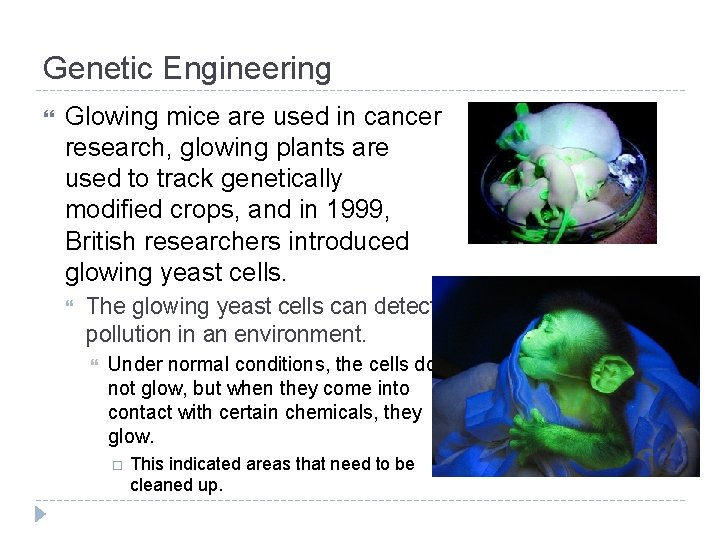 Genetic Engineering Glowing mice are used in cancer research, glowing plants are used to