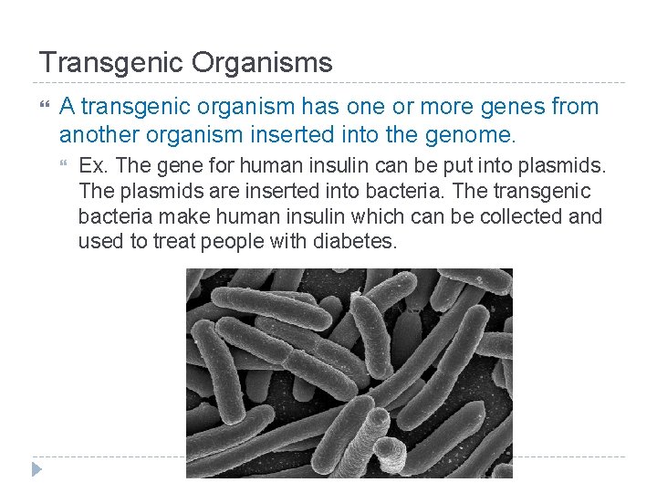 Transgenic Organisms A transgenic organism has one or more genes from another organism inserted