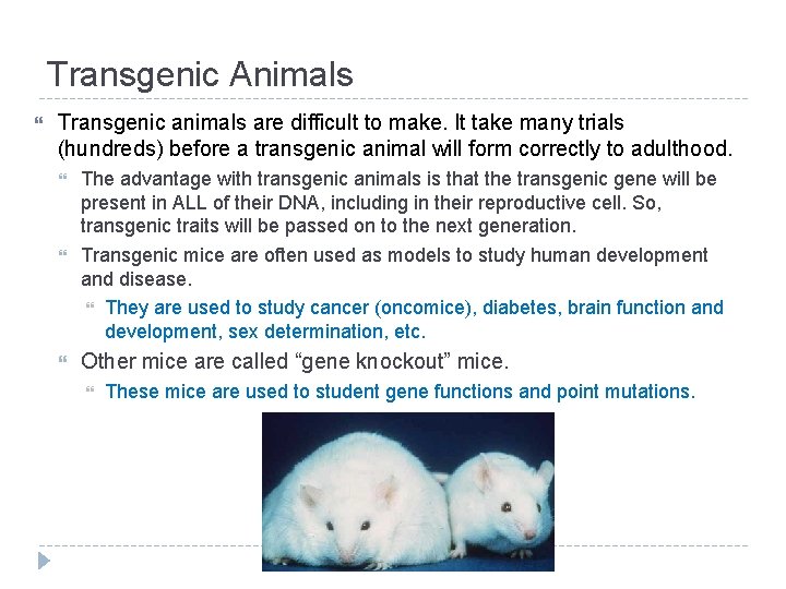 Transgenic Animals Transgenic animals are difficult to make. It take many trials (hundreds) before