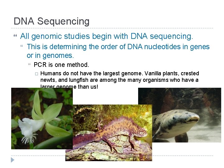 DNA Sequencing All genomic studies begin with DNA sequencing. This is determining the order