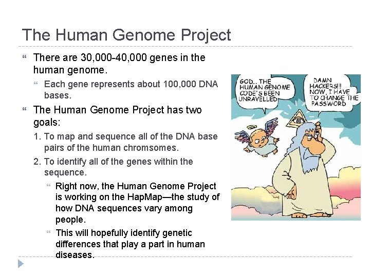 The Human Genome Project There are 30, 000 -40, 000 genes in the human