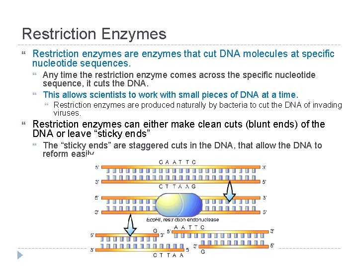 Restriction Enzymes Restriction enzymes are enzymes that cut DNA molecules at specific nucleotide sequences.